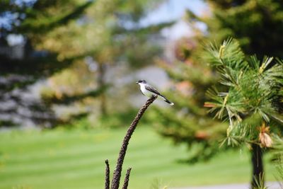 Close-up of bird perching on plant