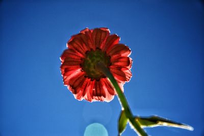 Low angle view of red flower against blue sky