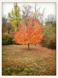 Scenic view of grassy field