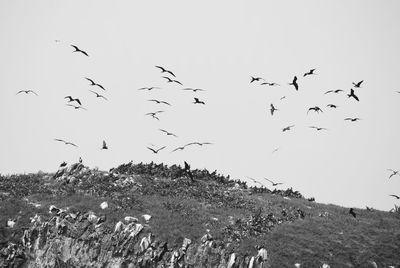 Bird flying over landscape