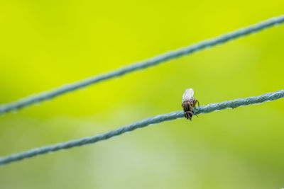 Close-up of insect on leaf