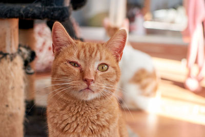 Close-up portrait of a cat