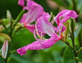 Close-up of wet pink flowering plant