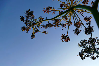 Low angle view of flowering plant against clear blue sky