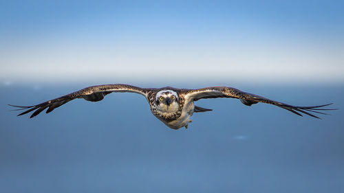 Osprey hunting over the ocean