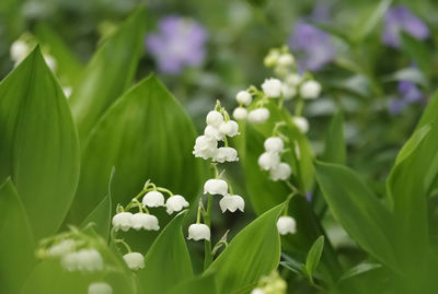 Close-up of white flowering plant, lily of the valley