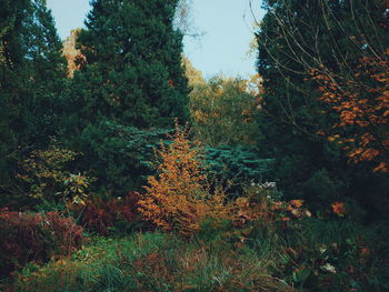 Plants and trees against the sky