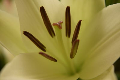 Close-up of pink flower blooming outdoors