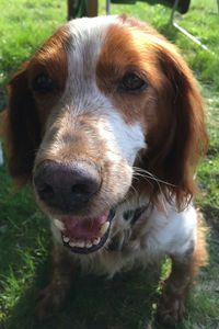 Portrait of dog on field