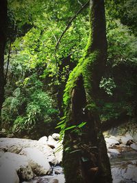 Trees in forest