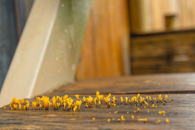 Close-up of yellow flowers on table