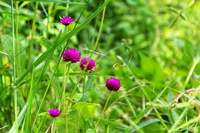 Close-up of pink flowering plant on field