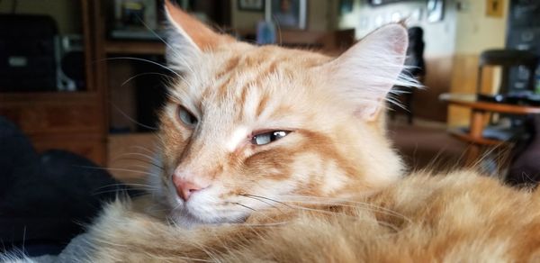 Close-up of a cat looking away