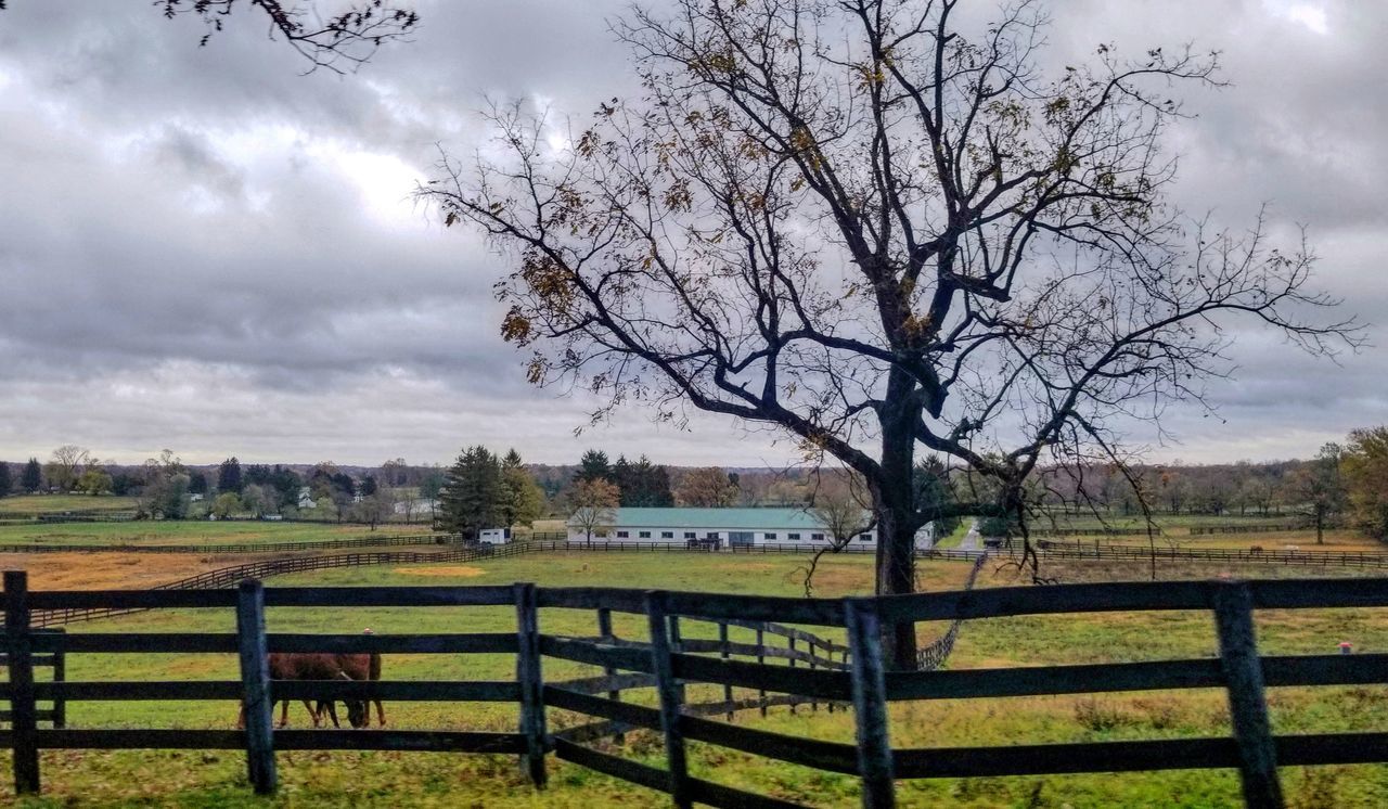 VIEW OF BARE TREES ON FIELD