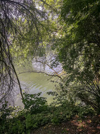 Scenic view of lake in forest