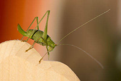 Close-up of insect on leaf