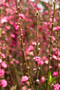 Close-up of pink flowers