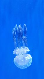 Close-up of jellyfish