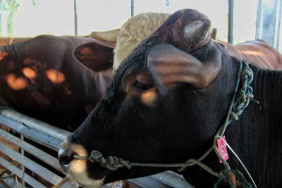 Close-up of cow