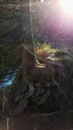 Close-up of tree trunk in forest
