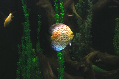 Close-up of fish swimming in sea