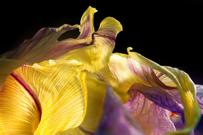 Close-up of yellow flowering plant against black background