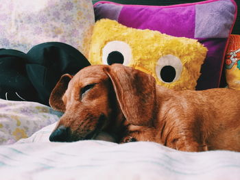 Close-up of dachshund resting on bed