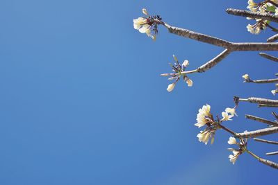 Low angle view of cherry blossom against clear blue sky