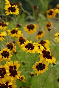 Close-up of yellow flower