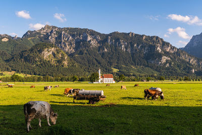 Cows grazing on field against mountains