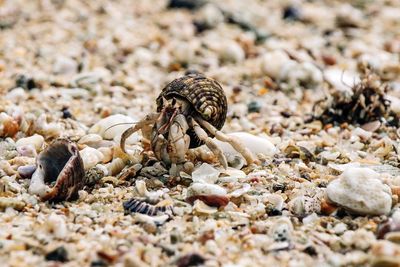 Close-up of crab on pebbles at beach