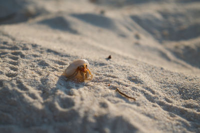 Close-up of shell on sand