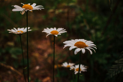 Close-up of white flowering plants