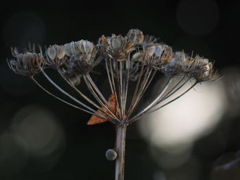 Close-up of wilted plant against black background