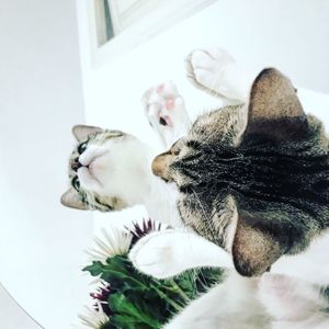 Close-up of kitten sleeping at home