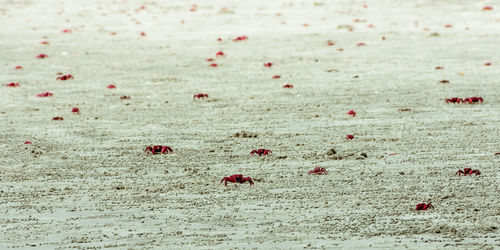 Many christmas island red crab on beach