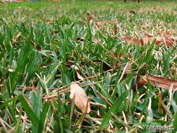 Plant growing on grassy field