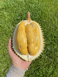 High angle view of food on grassy field