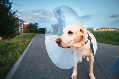 Low section of dog by road against sky