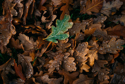 High angle view of dry leaves on field