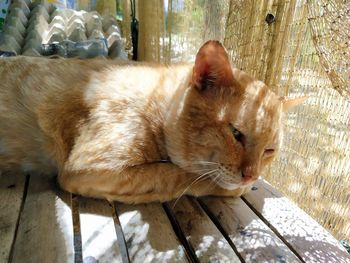 Close-up of a cat sleeping