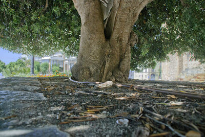 Surface level of trees on street in city