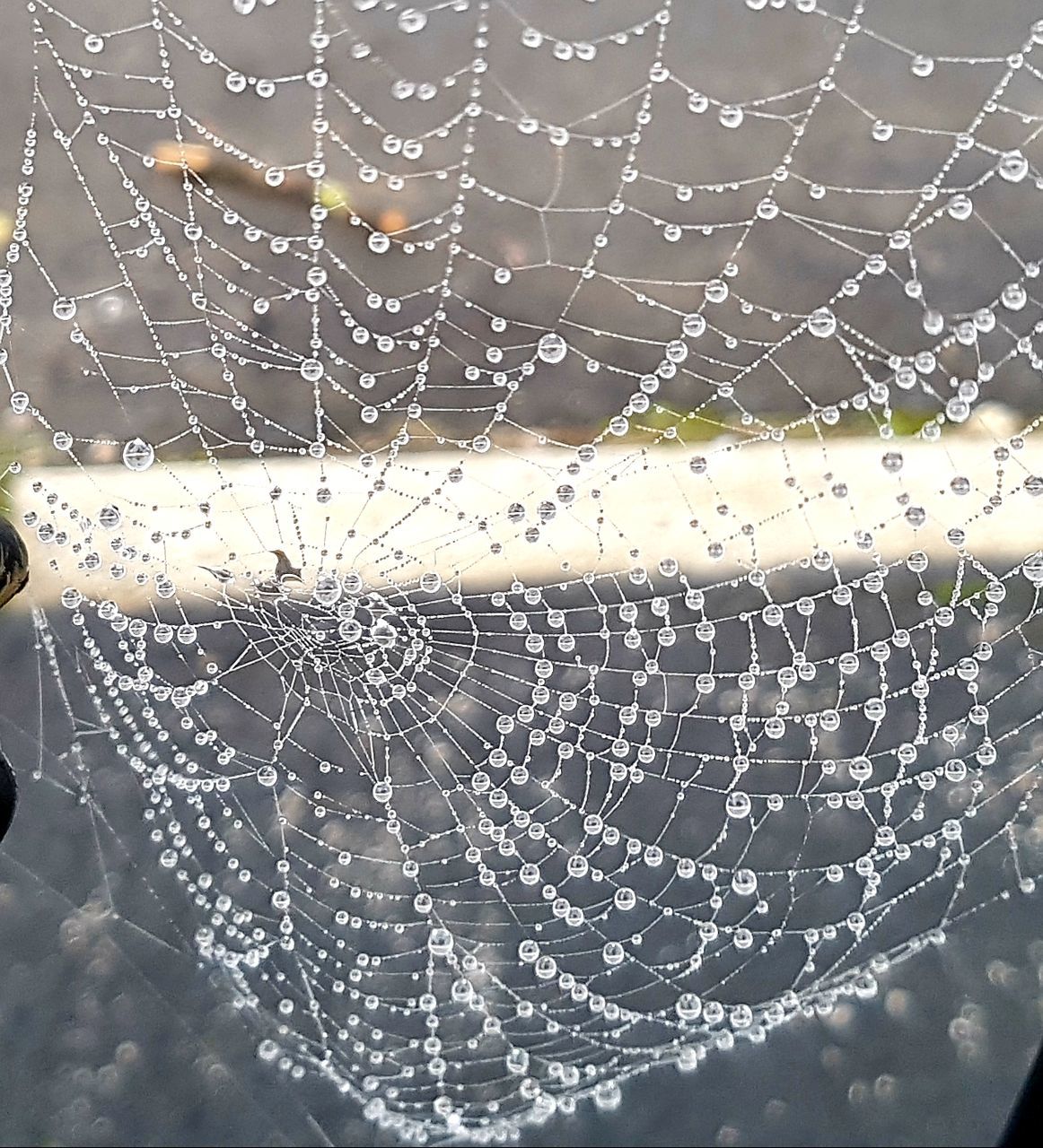 spider web, fragility, close-up, vulnerability, spider, drop, no people, natural pattern, water, focus on foreground, pattern, arthropod, arachnid, nature, beauty in nature, complexity, day, wet, web, outdoors, dew, raindrop, concentric