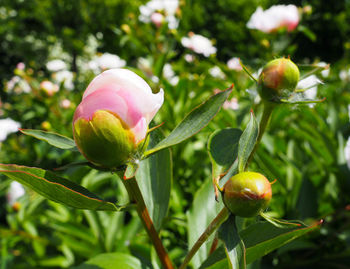 Close-up of berry growing on plant