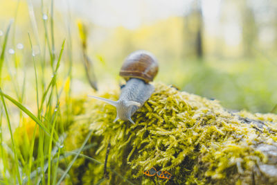 Close-up of snail on plant