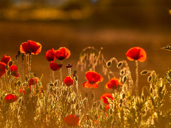 Close-up of red poppy flowers on field