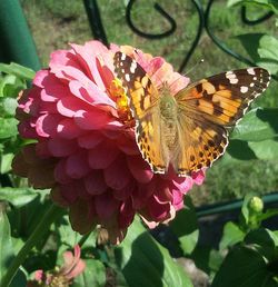 Close-up of butterfly pollinating on pink flower