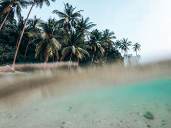 Palm trees by sea against sky