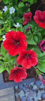 Close-up of red hibiscus on plant