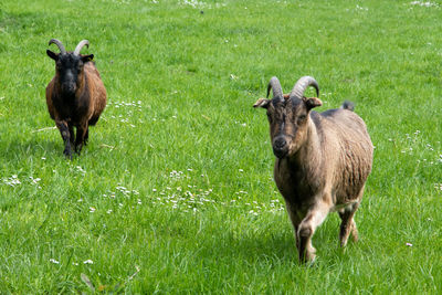 Sheep standing in a field